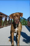 Hooch