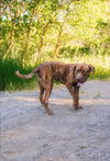 Hooch