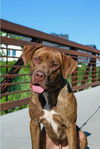 Hooch
