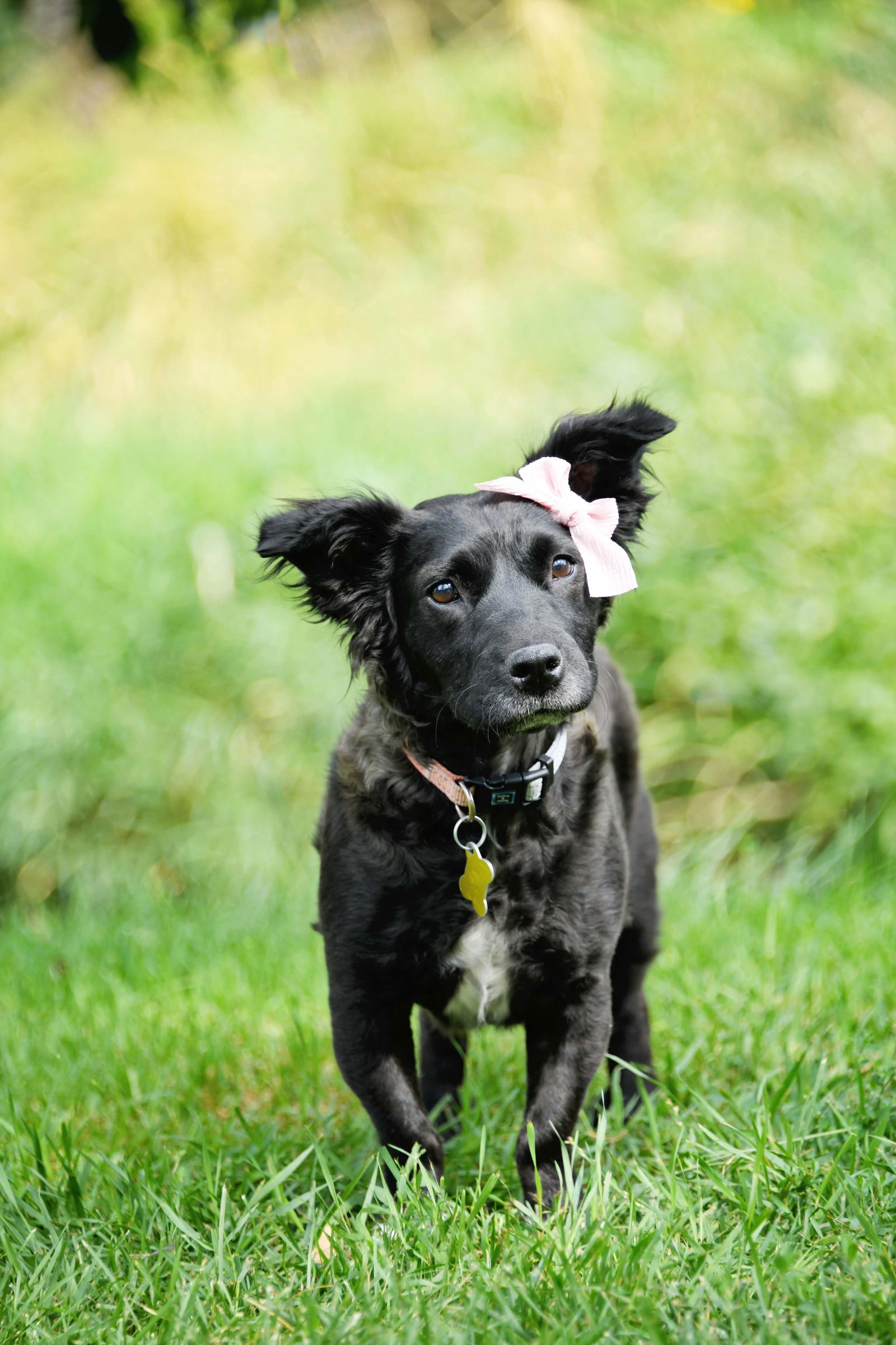 adoptable Dog in Sandy, UT named Sara