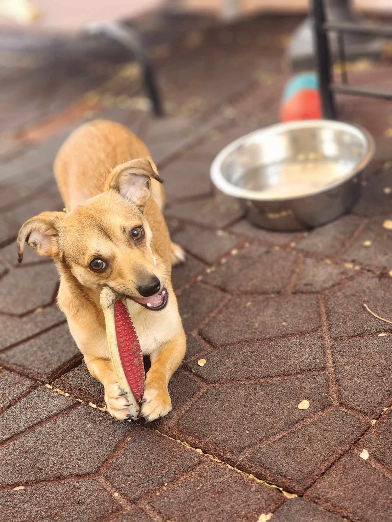 adoptable Dog in Sandy, UT named Merlin's Moment