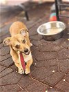 adoptable Dog in sandy, UT named Merlin