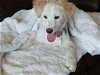 adoptable Dog in sandy, UT named Mila Bear