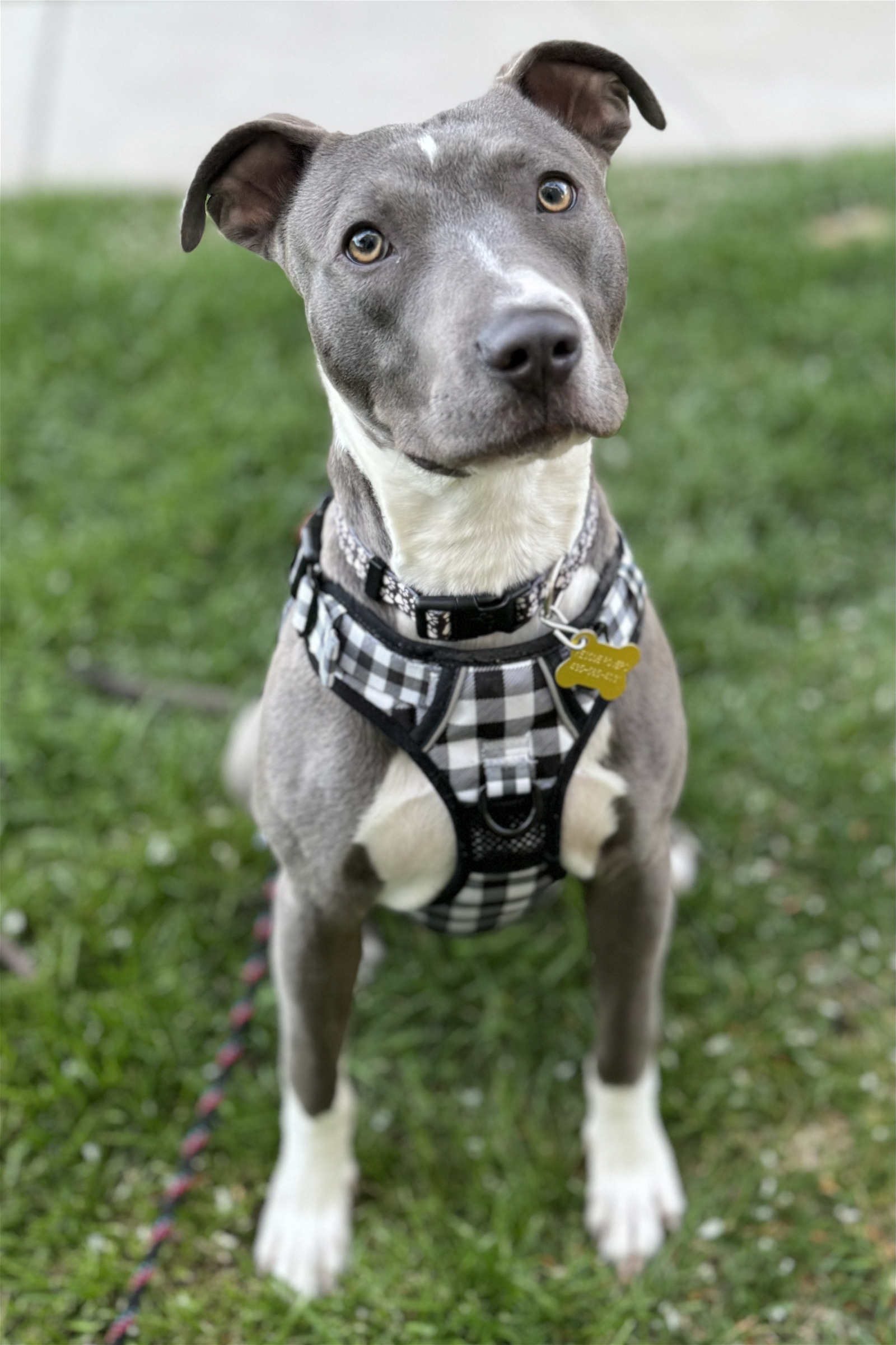 adoptable Dog in Sandy, UT named Duke of Love