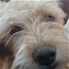 adoptable Dog in sandy, UT named Mckenzie Aussie