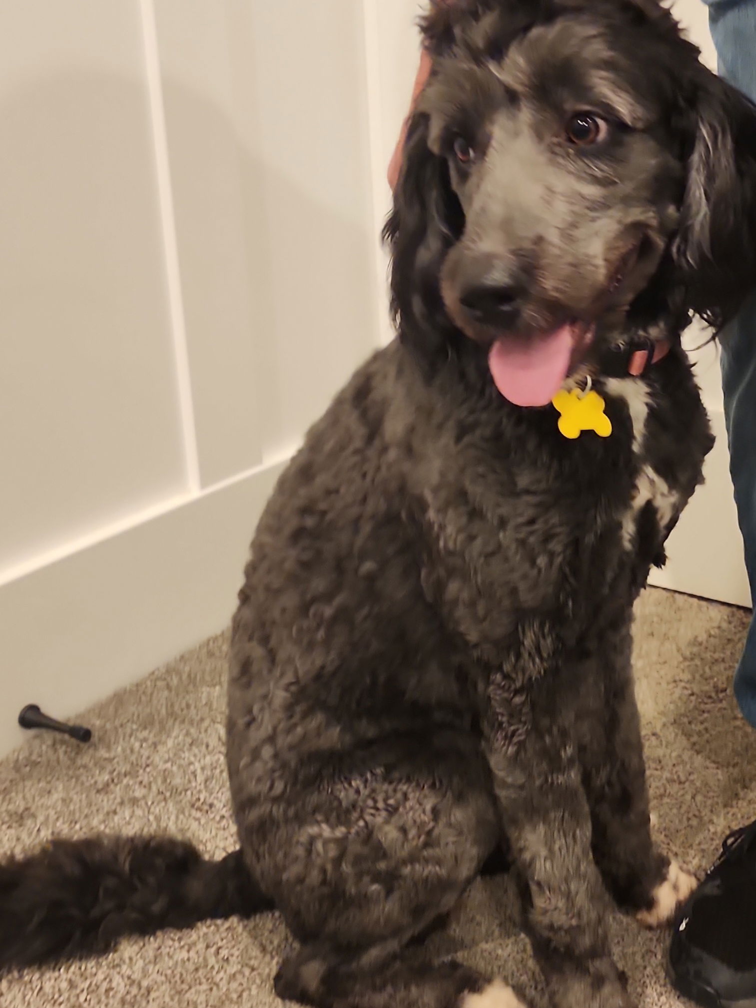 Dog for Adoption - Joan Jett Queen of Rock, a Poodle (unknown type) in ...