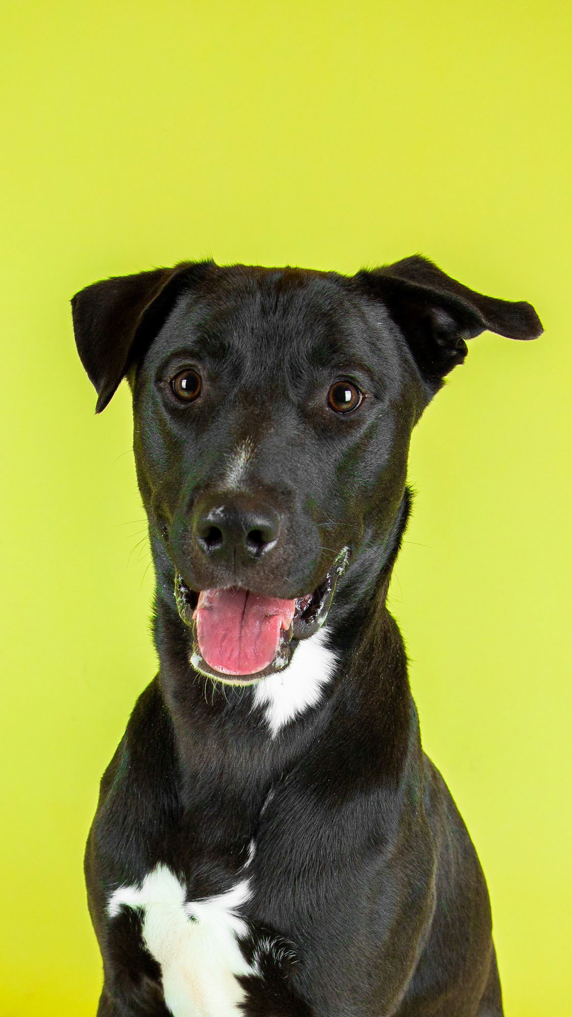 adoptable Dog in Sandy, UT named Trochee