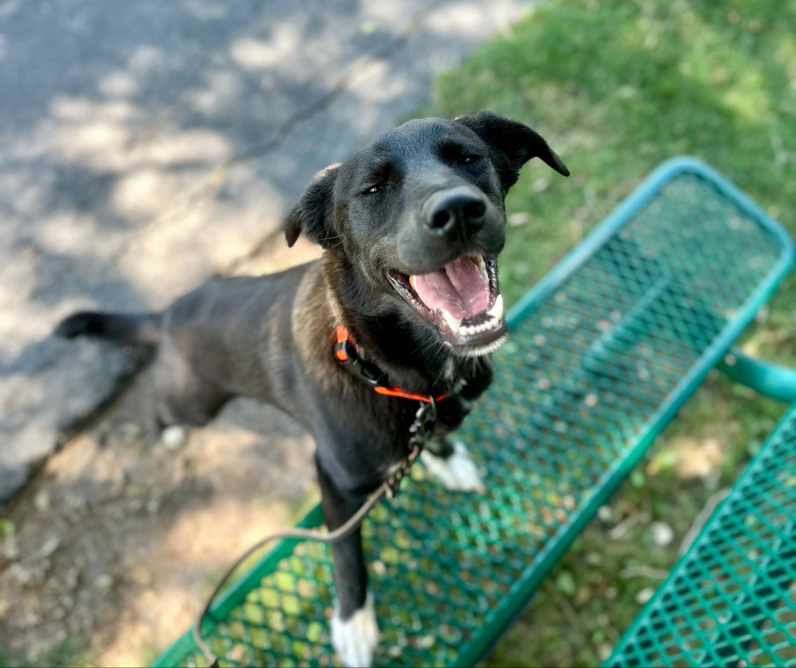 adoptable Dog in Sandy, UT named Toasty