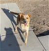 adoptable Dog in sandy, UT named Big Arch