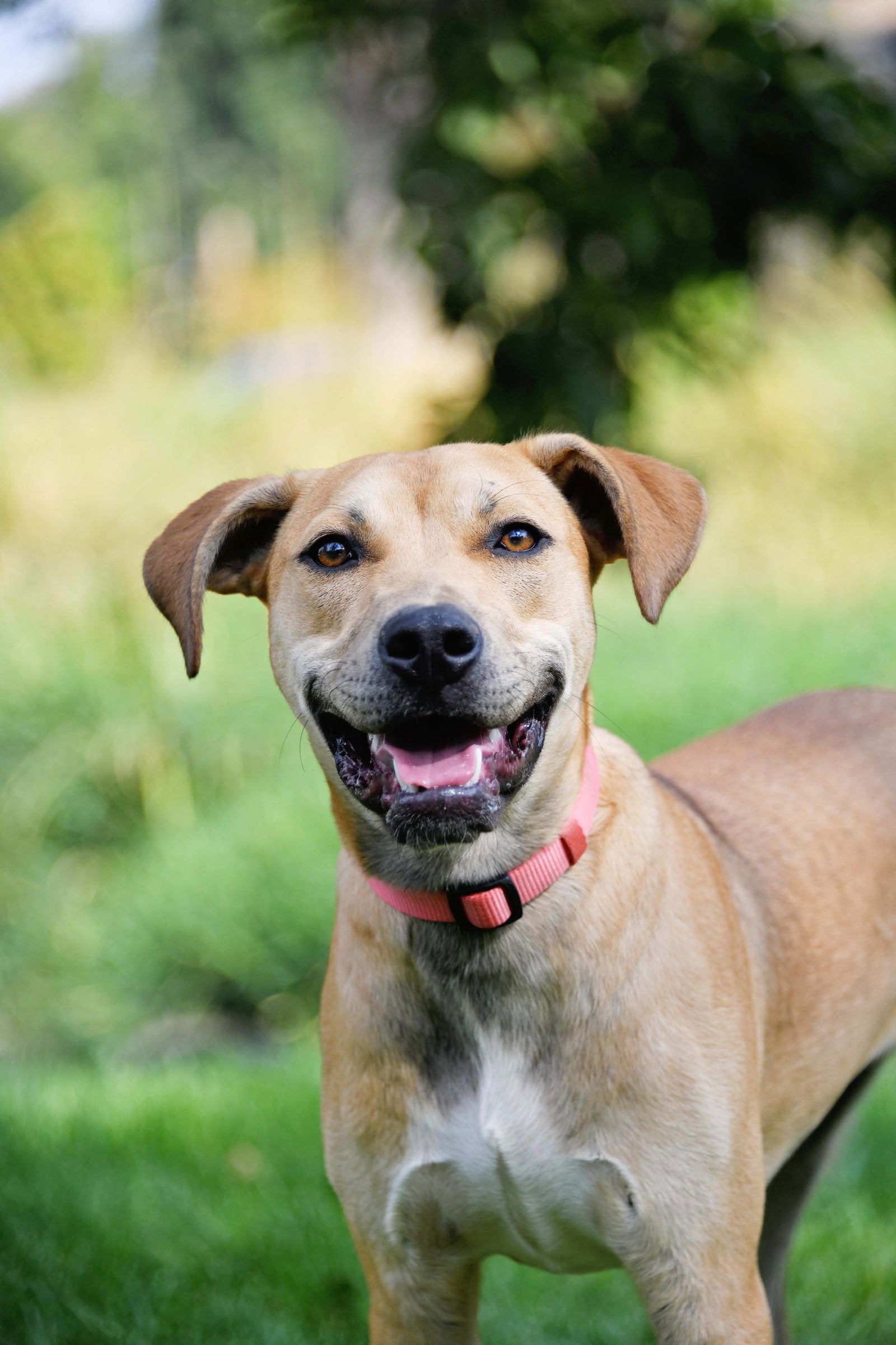 adoptable Dog in Sandy, UT named Bronx D'Puppy