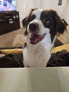 Sammie Boy