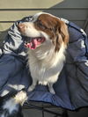 Sammie Boy