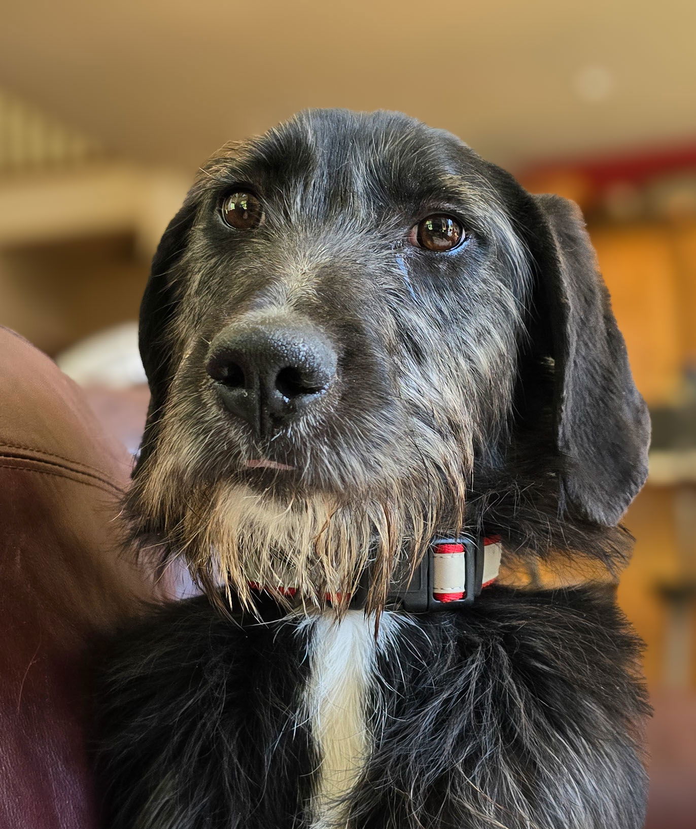 adoptable Dog in Sandy, UT named Tashah