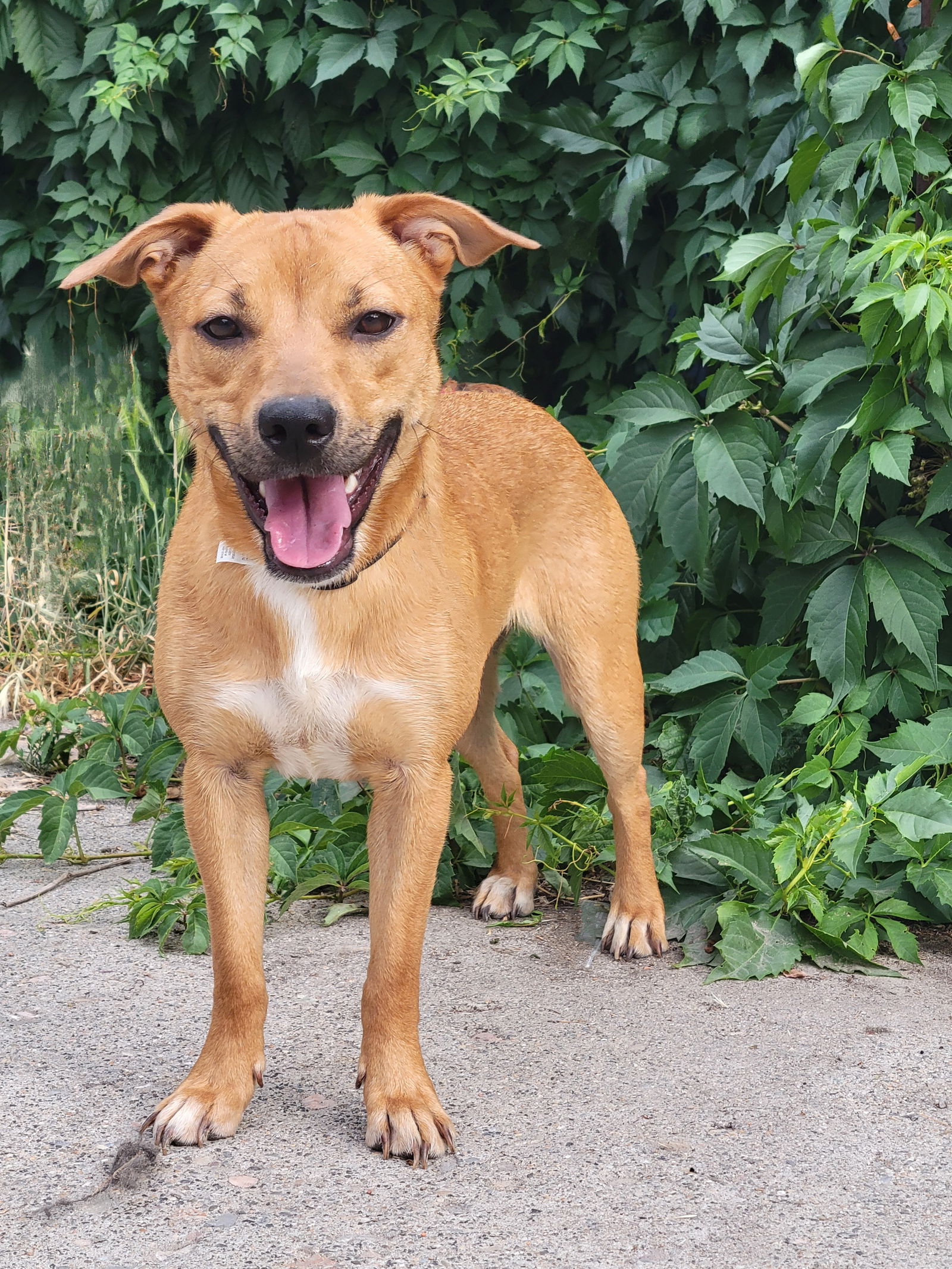 dog-for-adoption-chilli-heeler-a-shepherd-in-cedar-hills-ut-alpha-paw