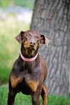 adoptable Dog in , UT named Rae Wynn