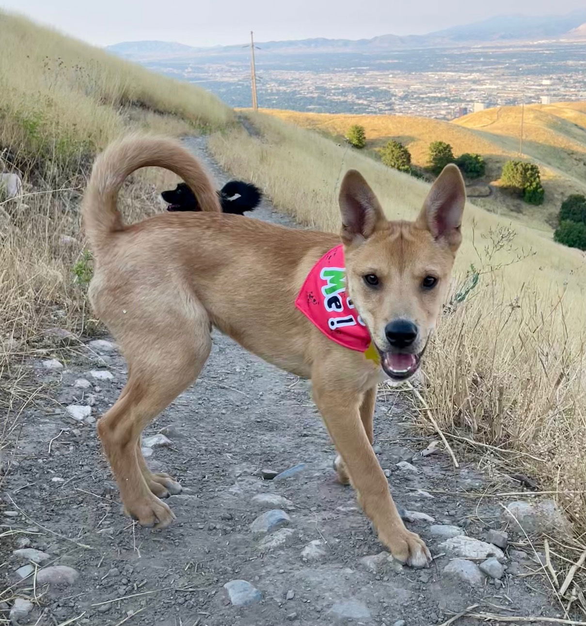 adoptable Dog in Sandy, UT named Tater Tot