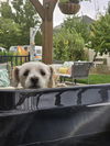 Mad Dog Maddux