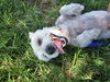 Mad Dog Maddux
