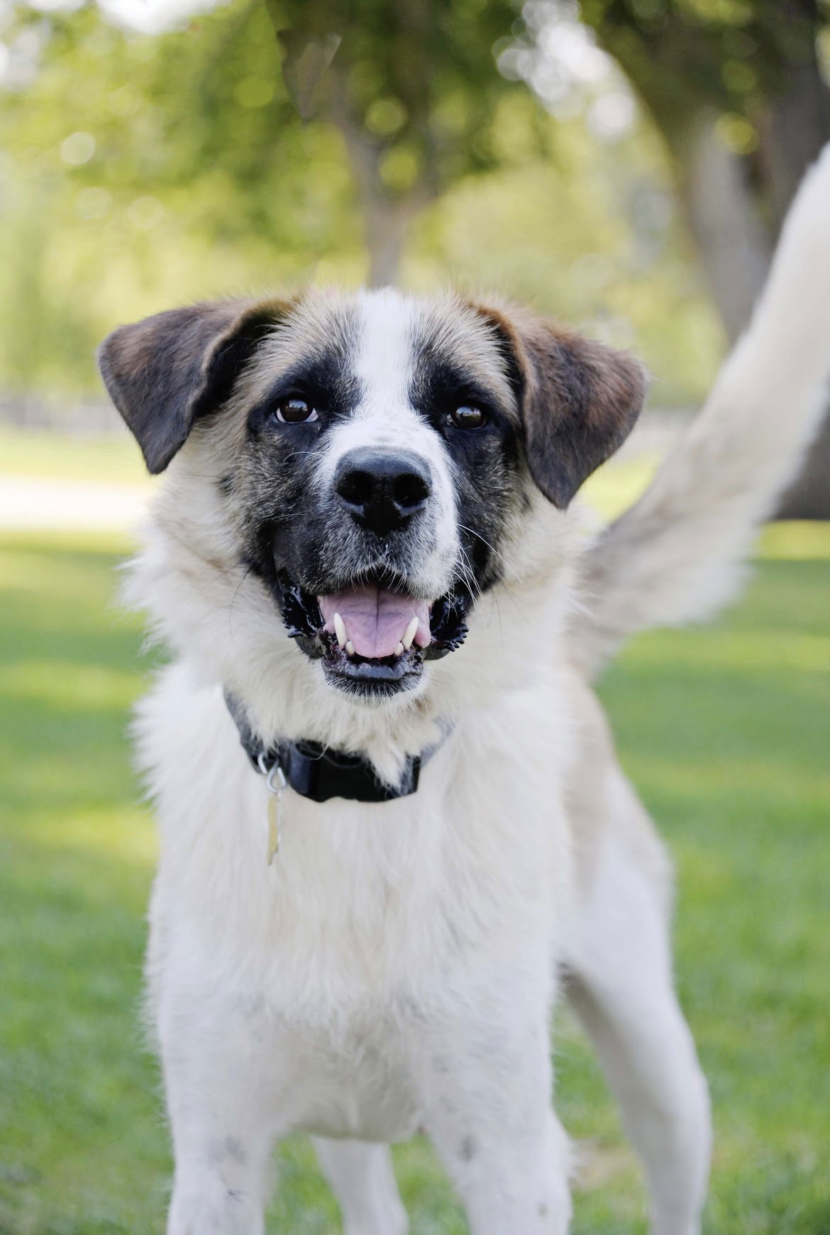 adoptable Dog in Sandy, UT named Tuttee