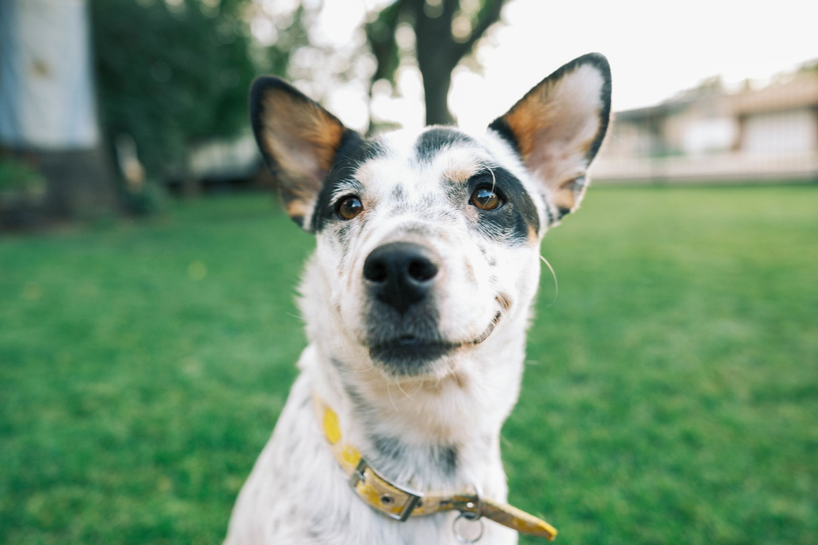 adoptable Dog in Sandy, UT named Manchas