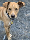 adoptable Dog in Sandy, UT named Sunny Jack