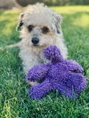 adoptable Dog in Sandy, UT named Olympic