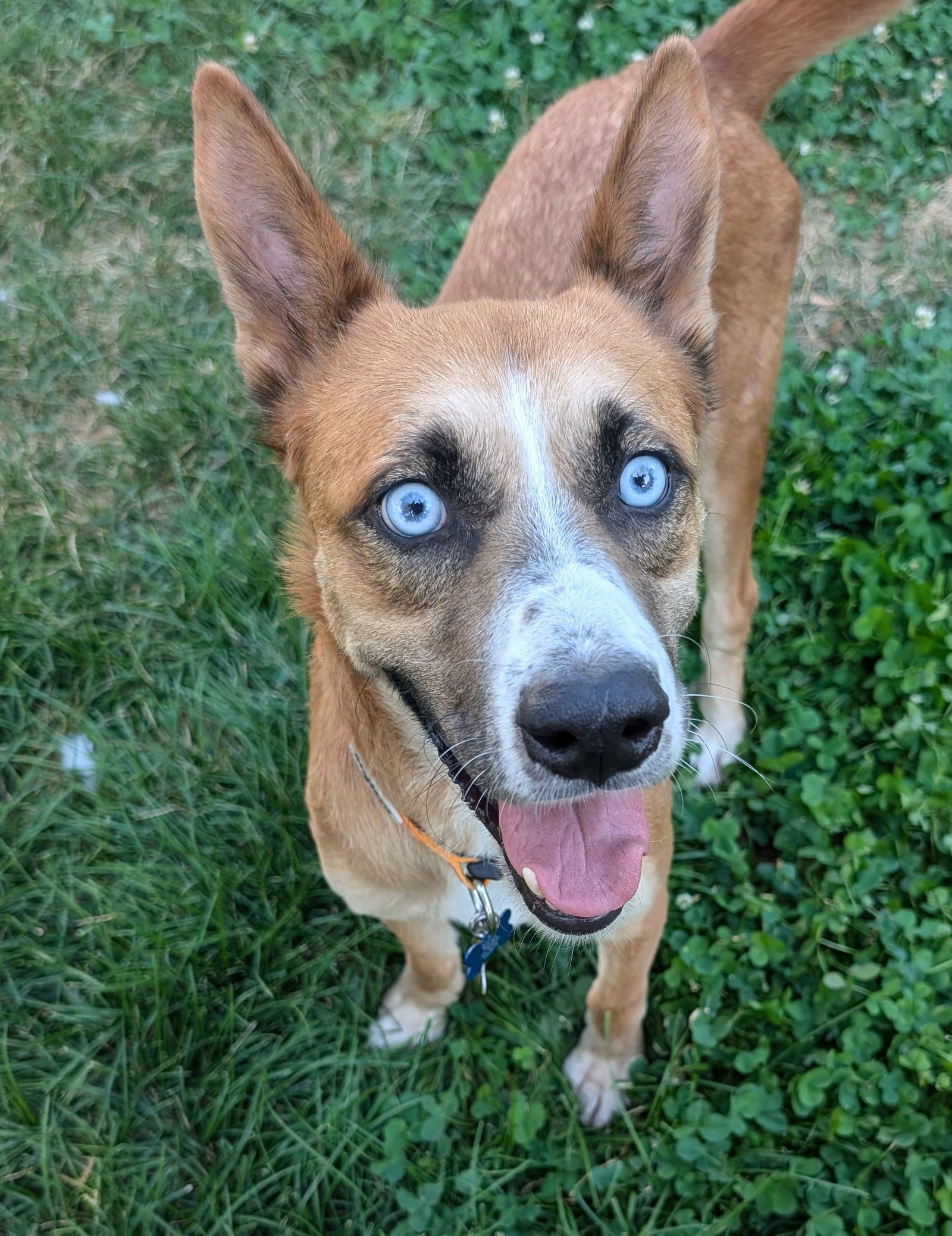 adoptable Dog in Sandy, UT named Magic Merlin