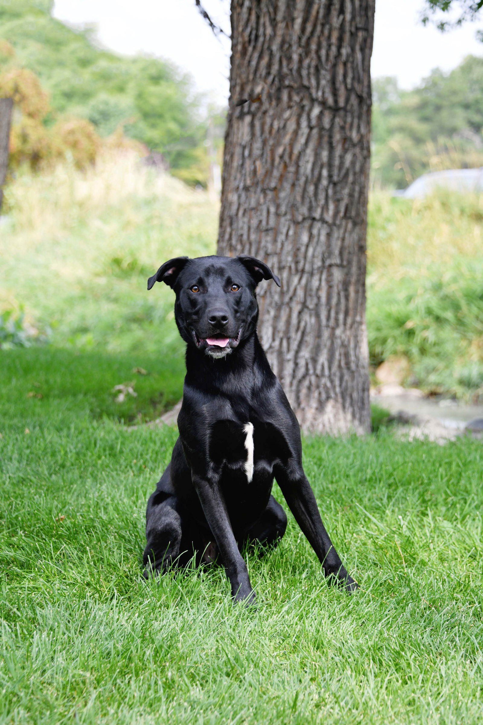 adoptable Dog in Sandy, UT named Hermann