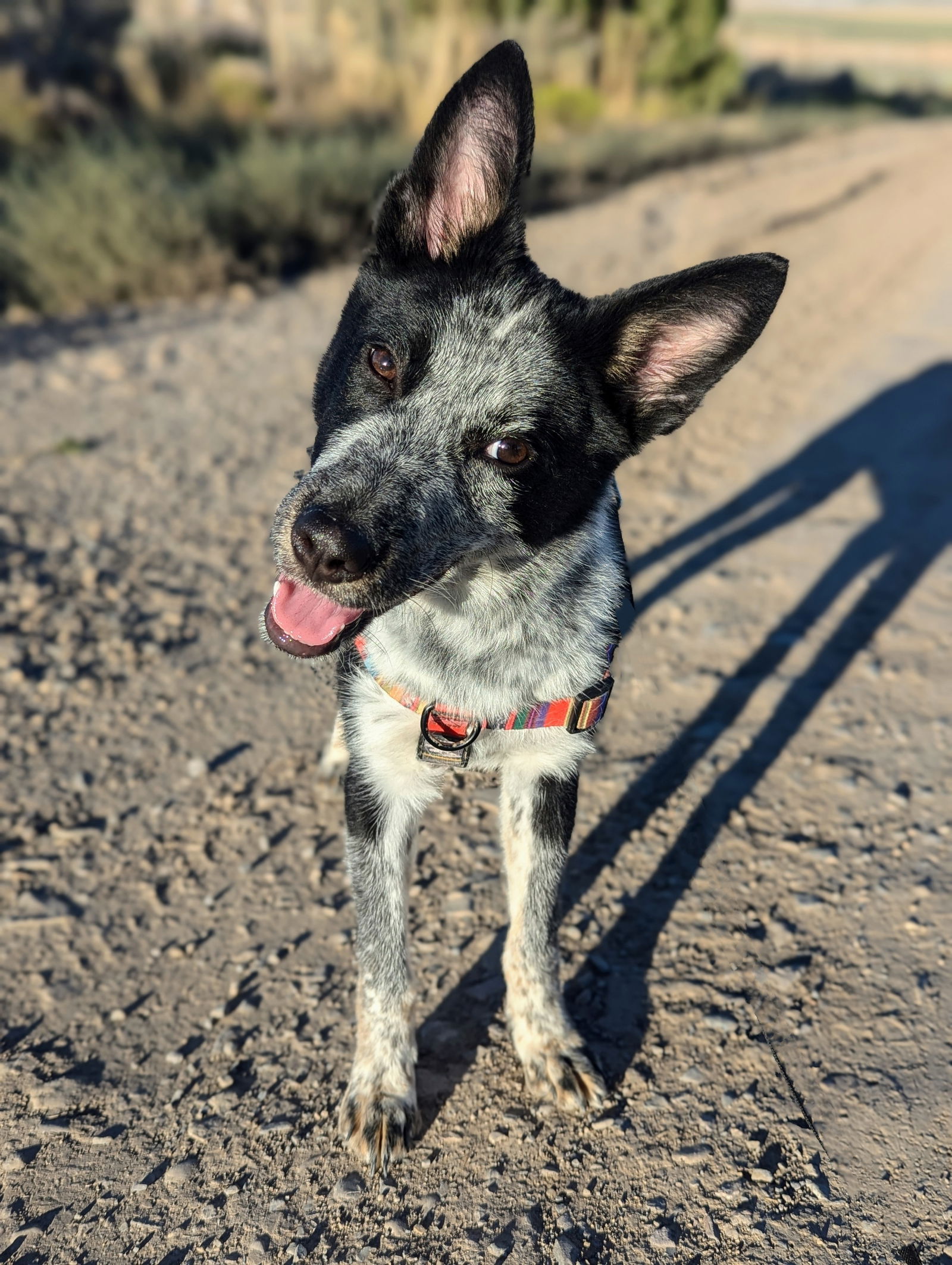 adoptable Dog in Sandy, UT named Kat Von D