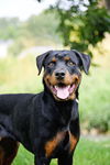 adoptable Dog in Sandy, UT named Bodacious Banzai