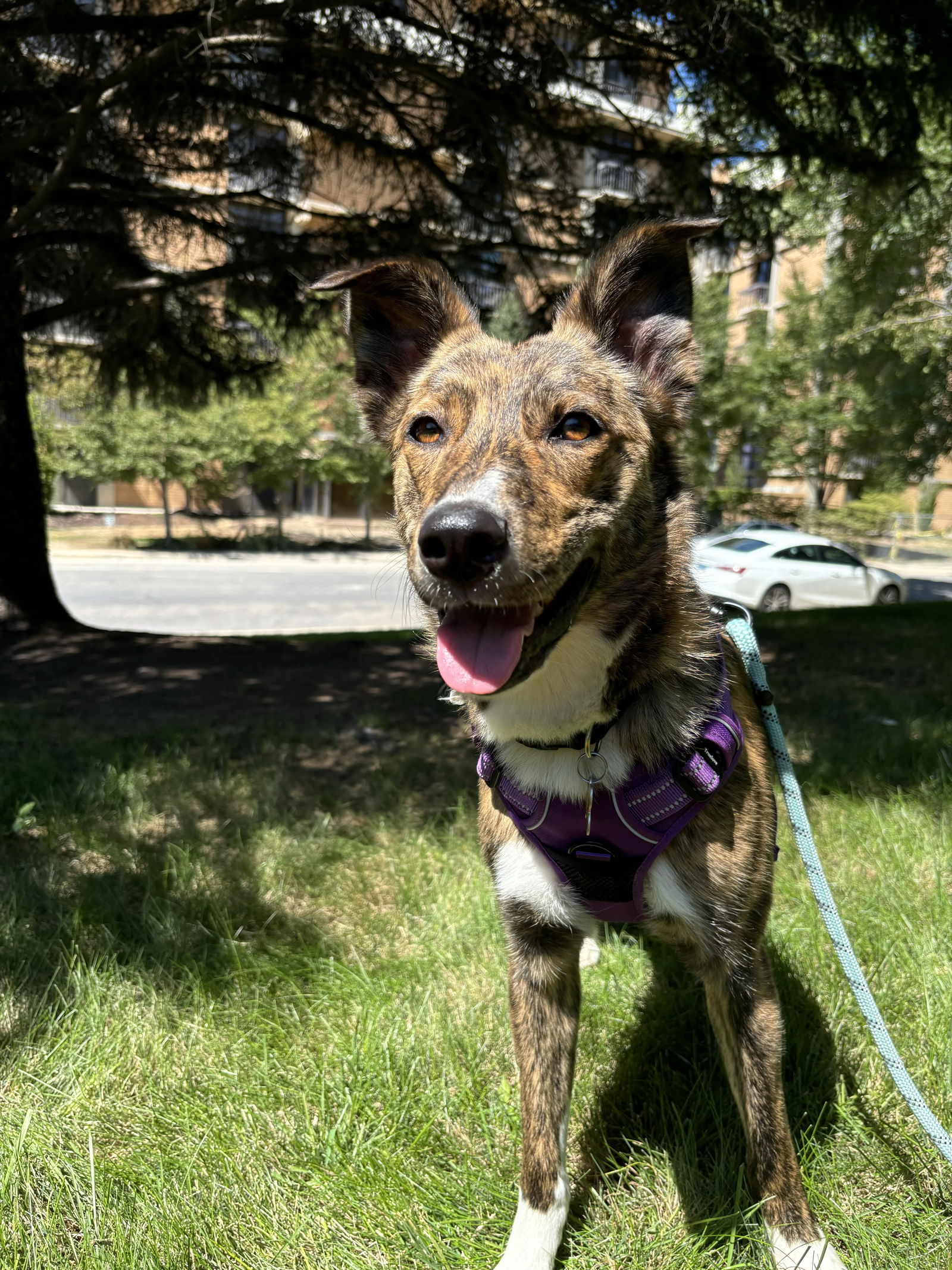 adoptable Dog in Sandy, UT named Flow