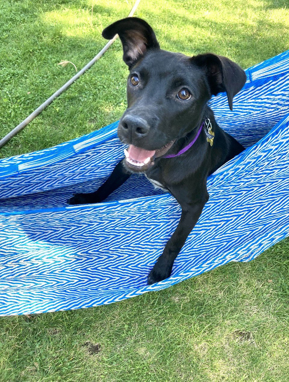 adoptable Dog in Sandy, UT named Wally Bennett