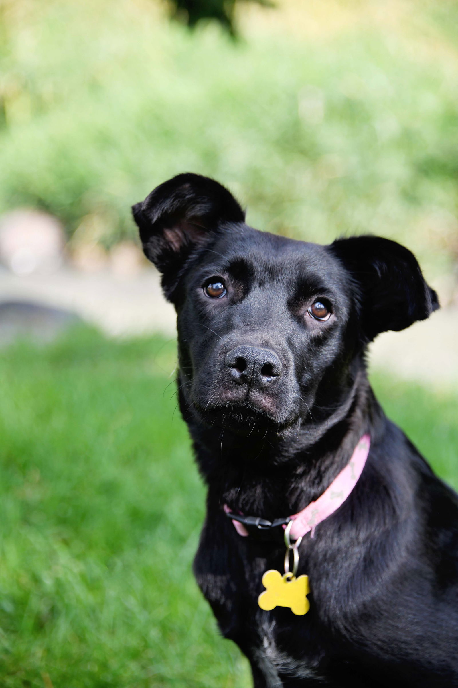 adoptable Dog in Sandy, UT named Lucky Lady