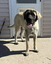 adoptable Dog in Sandy, UT named Nalaruby