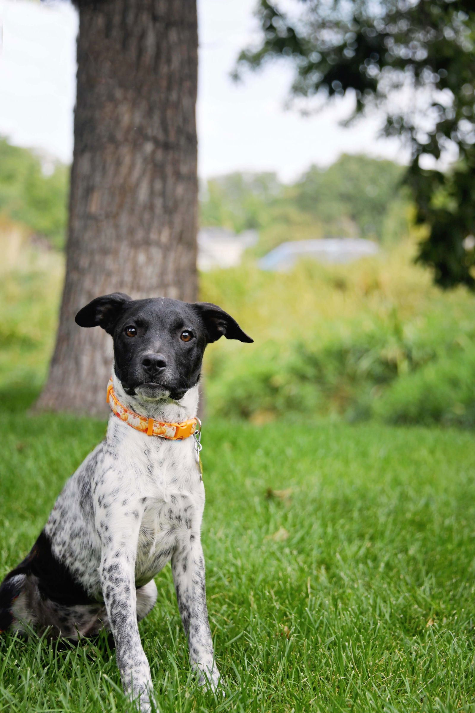 adoptable Dog in Sandy, UT named Tan Z