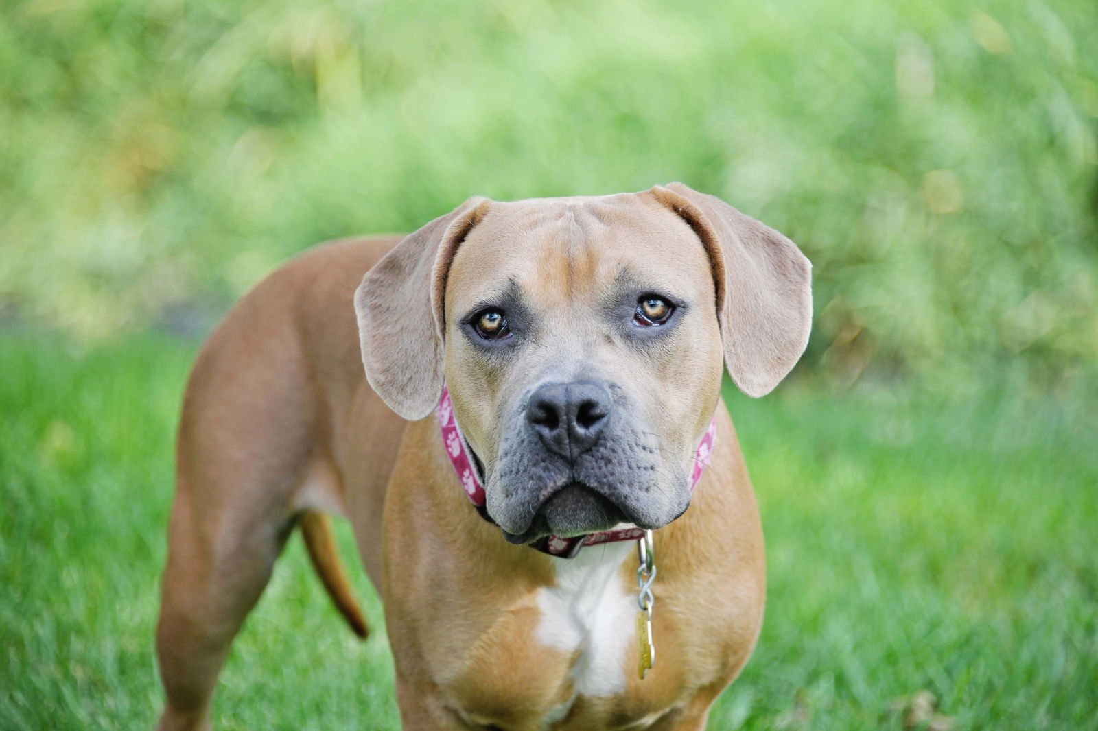 adoptable Dog in Sandy, UT named Rubylicious