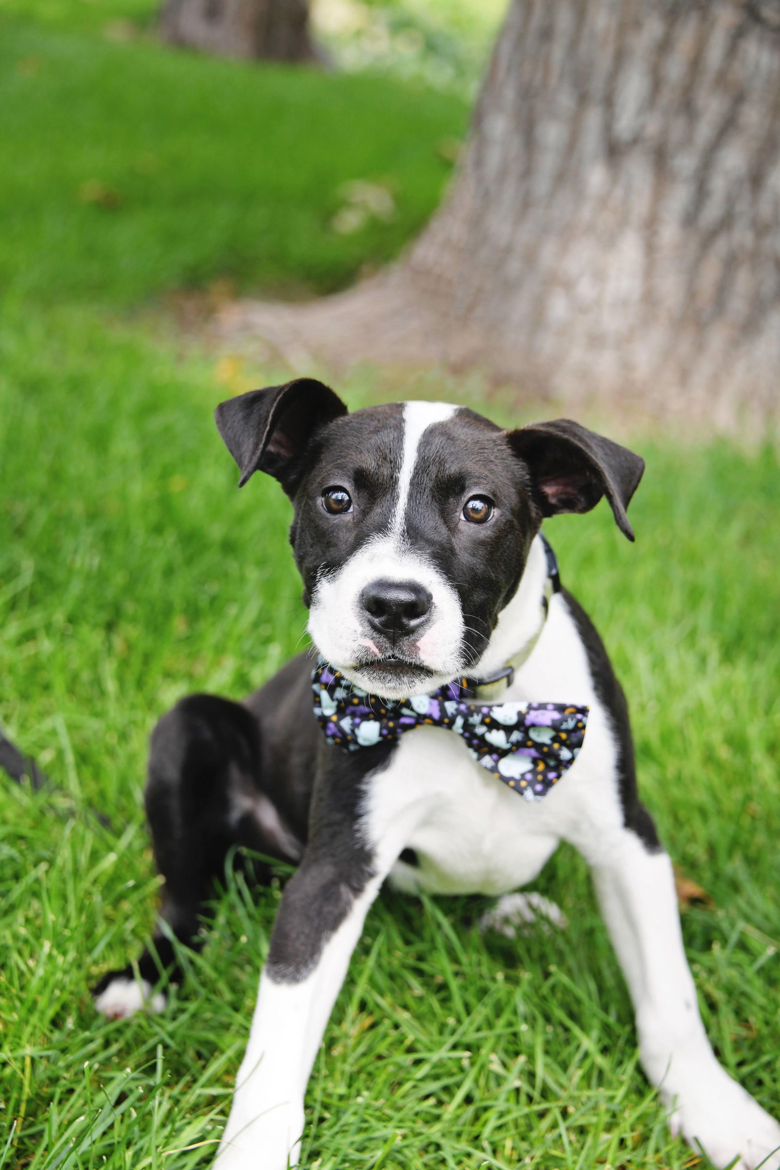 adoptable Dog in Sandy, UT named Wulf