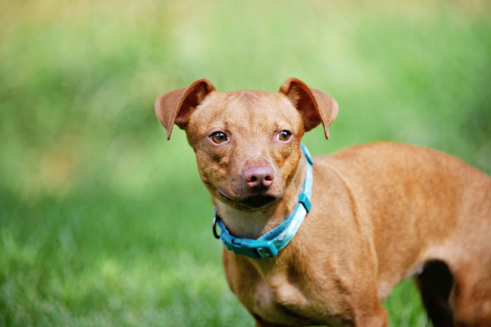 adoptable Dog in Sandy, UT named Ticia