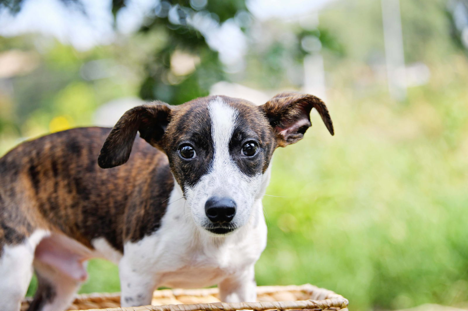 adoptable Dog in Sandy, UT named Frankin