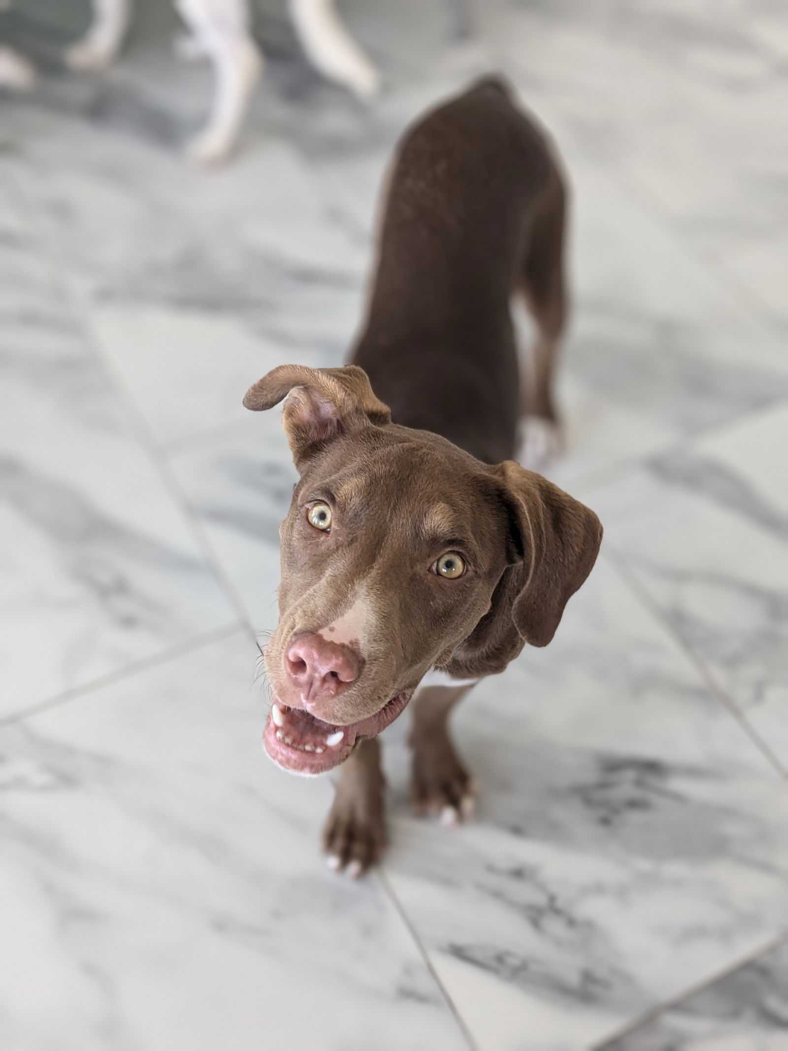 adoptable Dog in Sandy, UT named Robyn