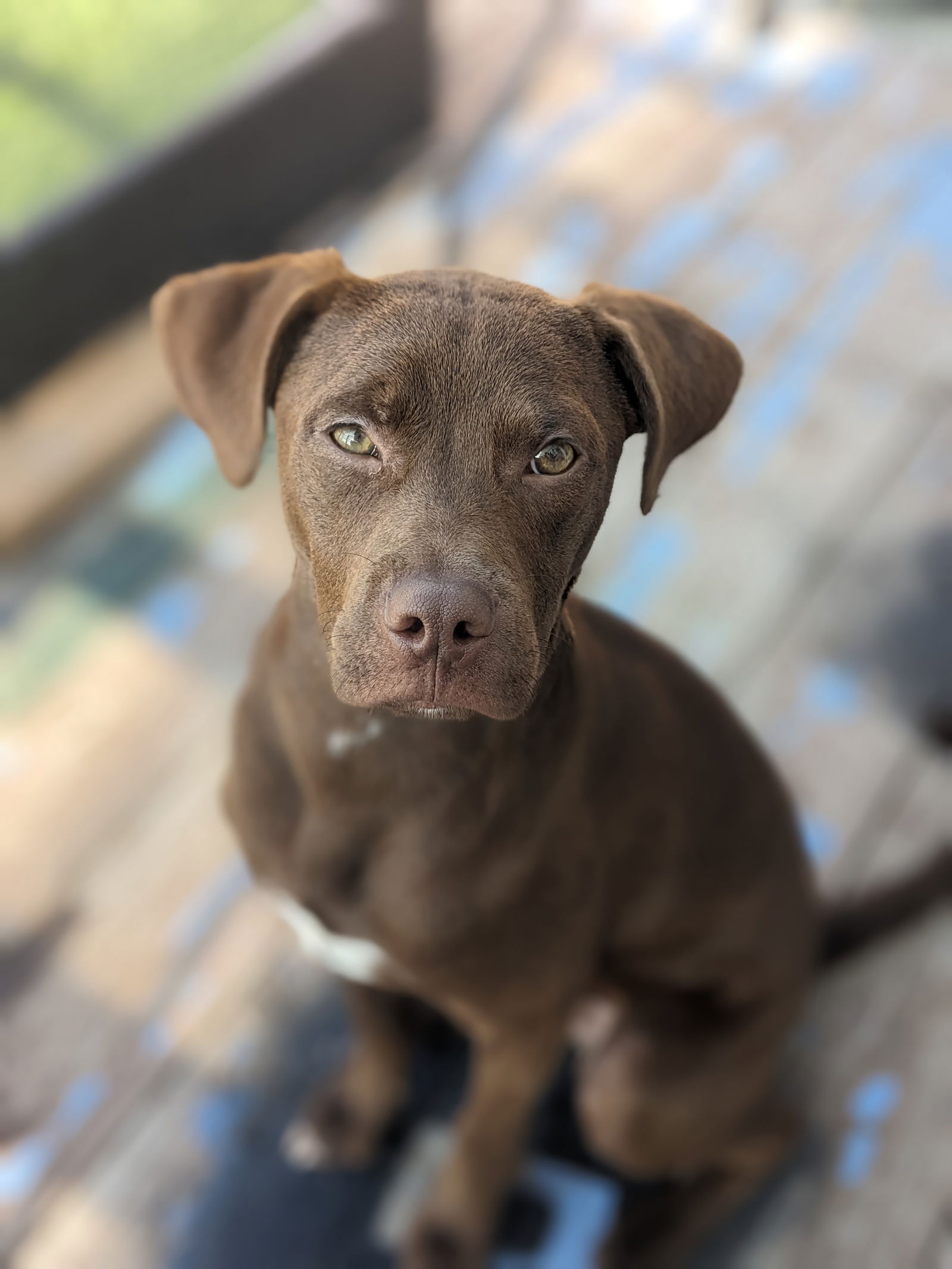 adoptable Dog in Sandy, UT named Rider