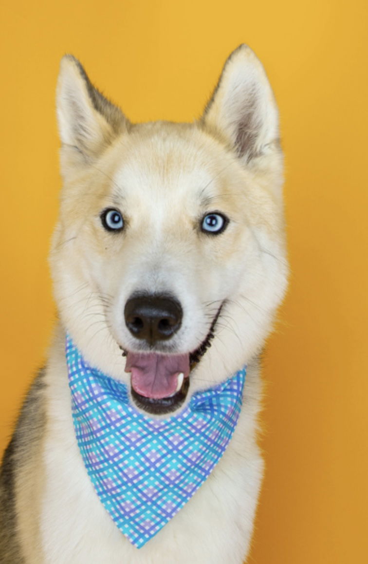 adoptable Dog in Sandy, UT named Koda Bear