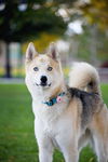 Koda Bear