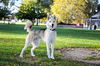 Koda Bear