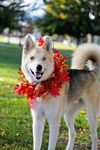 Koda Bear
