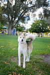 Koda Bear