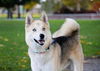 Koda Bear