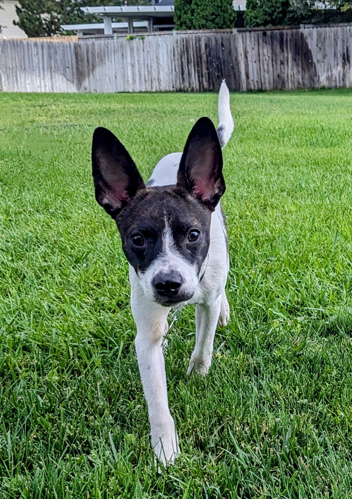 adoptable Dog in Sandy, UT named Rooney Steel