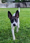 adoptable Dog in , UT named Rooney Steel