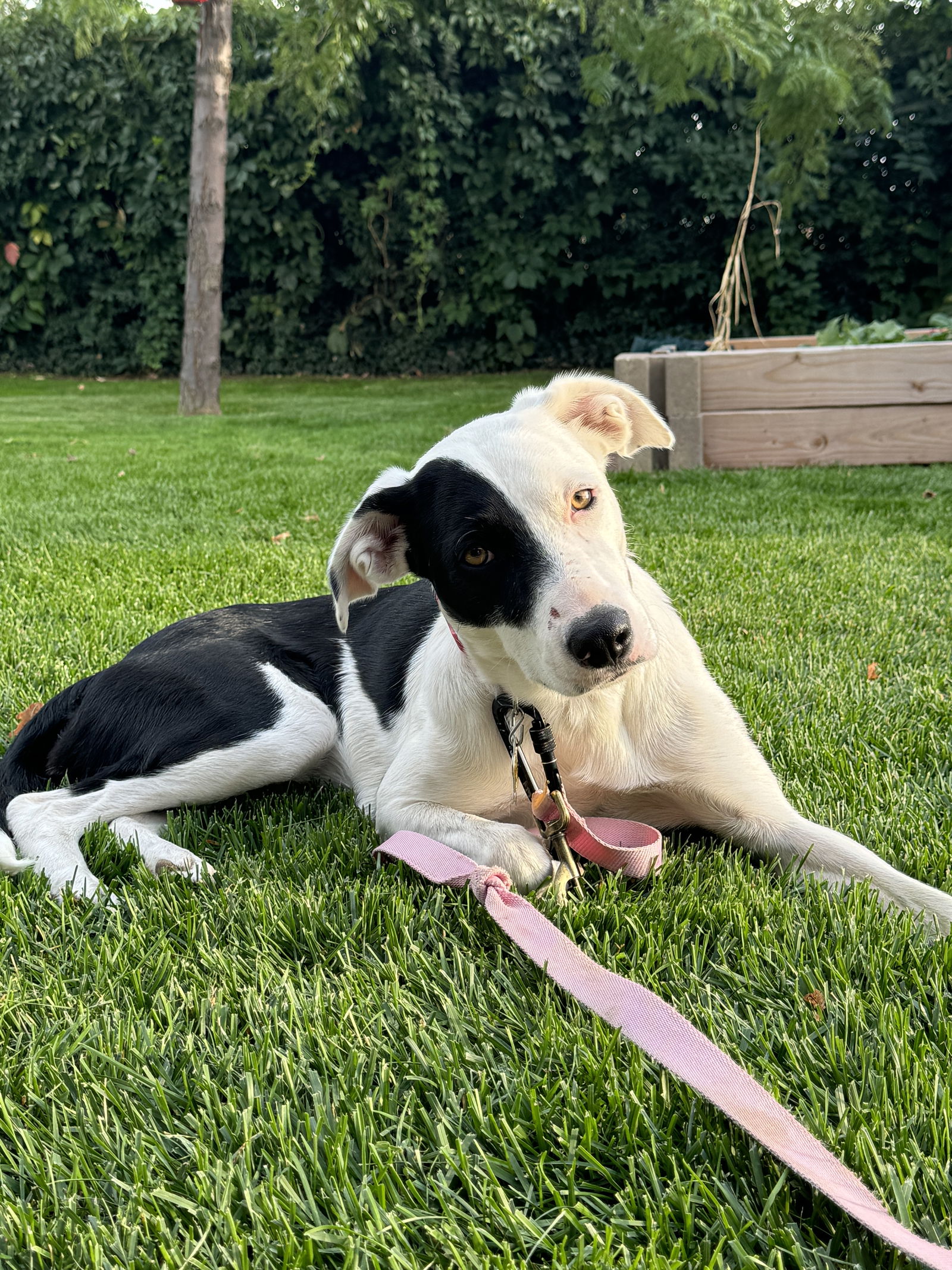 adoptable Dog in Sandy, UT named Blueberry Pancake